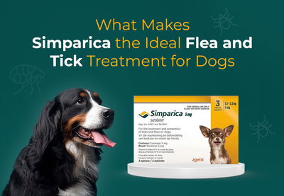 What Makes Simparica the Ideal Flea and Tick Treatment for Dogs